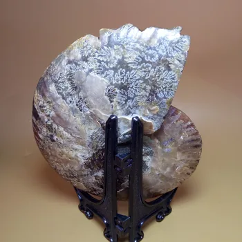 260 gramov naravnih quartz crystal polž ammonite fosili vklesan sova zdravilne mineralne