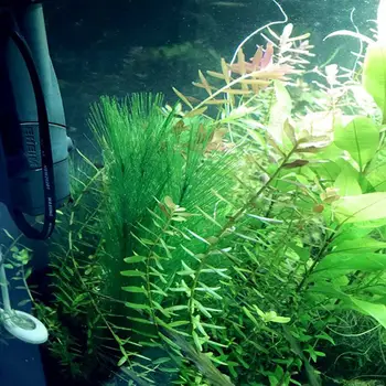 Akvarij Okraski Fish Tank Umetna Zelena Voda Rastline Iz Svilene Tkanine, Plastične, Nestrupen In Varen Za Vse Ribe In P