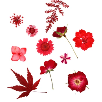 Naravni Pritisnete mešanica rdeče rože,Večno rose daisy listi za DIY Božično Darilo Kartico Poročno vabilo,Nail Art Obraza dekor