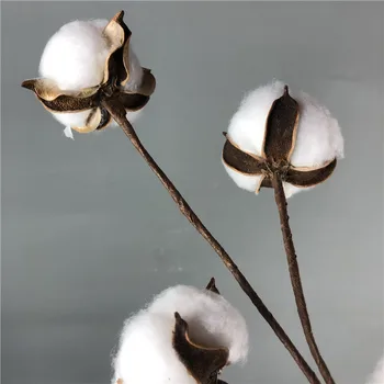 Novo Pampe Travo 5 Glavo DIY Posušene Naravno Cvetje Bombaž prave Rastline Doma Poročni Šopek, Dekoracijo Okraski Okraski